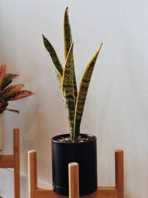 Sansevieria