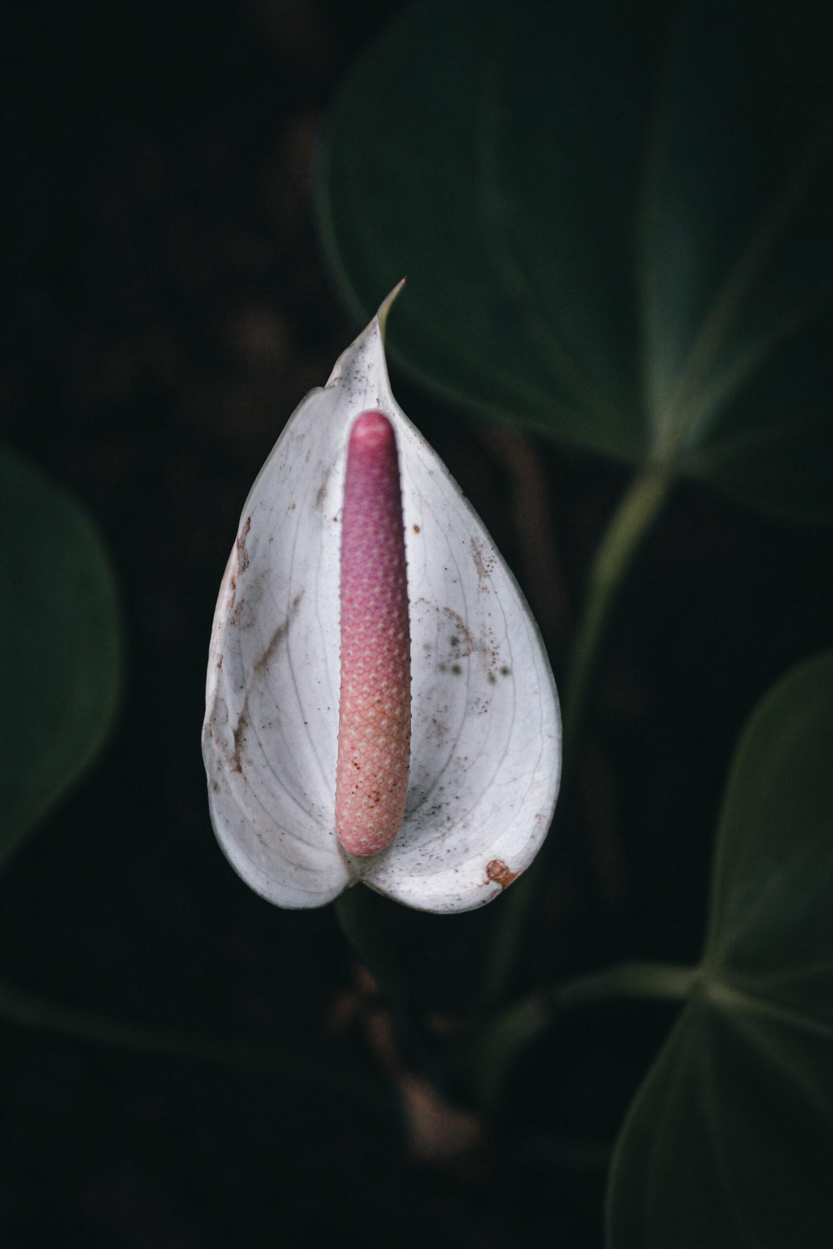 Anthurium bianco