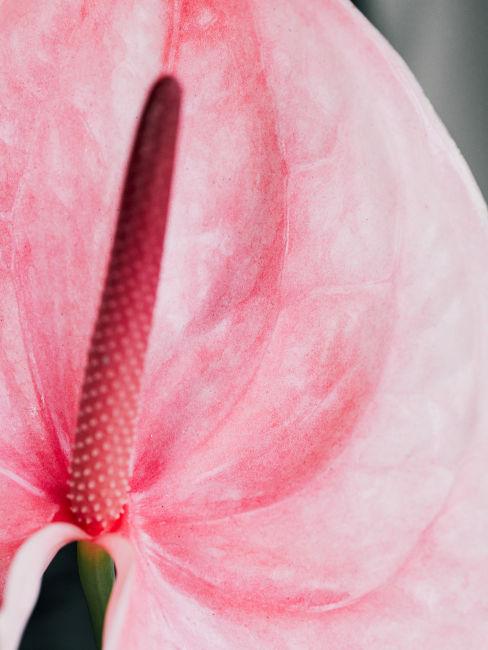 Anthurium rosa