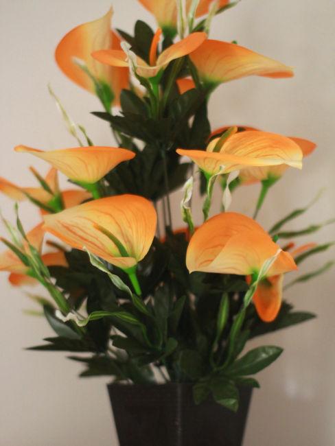 Anthurium arancione