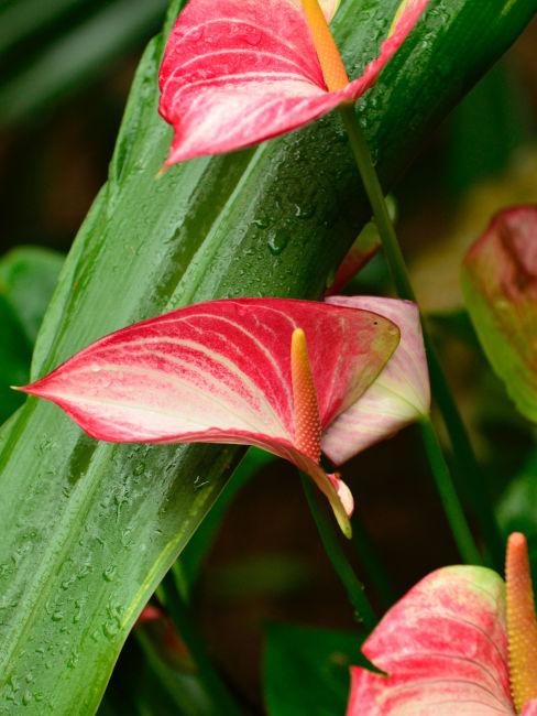 Anthurium rosso