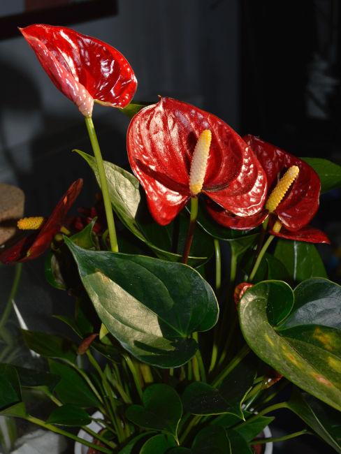 Anthurium rosso