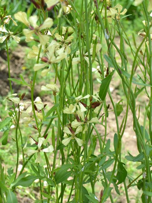 Fiori di rucola