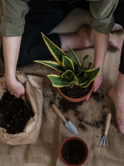 Messa a dimora sansevieria