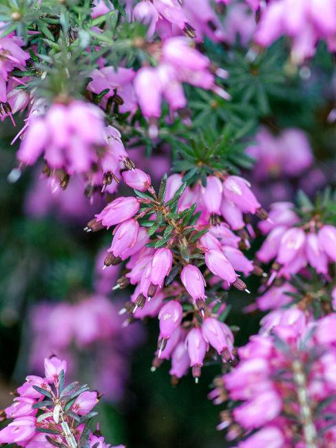 Erica selvatica