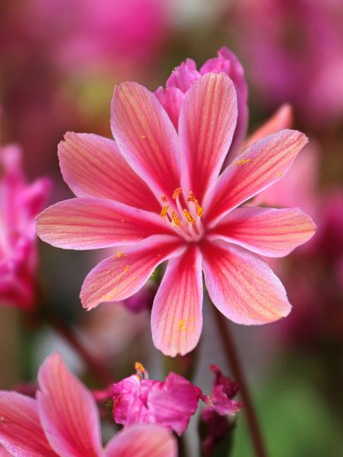 Lewisia rosa