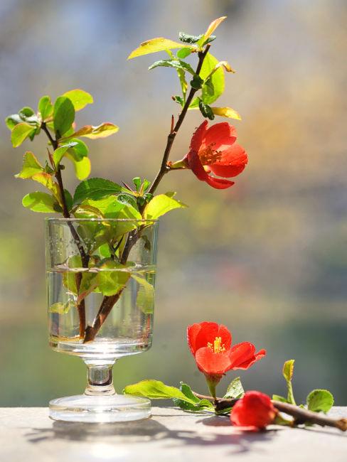 Camelia Japonica in vaso