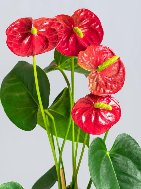 Anthurium rosso
