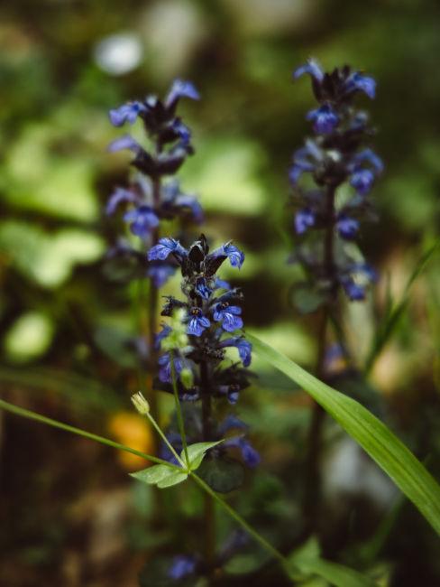 Ajuga reptans
