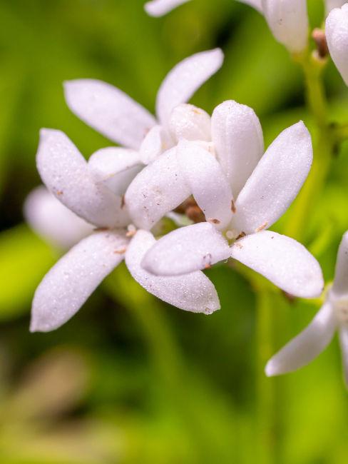 Asperula