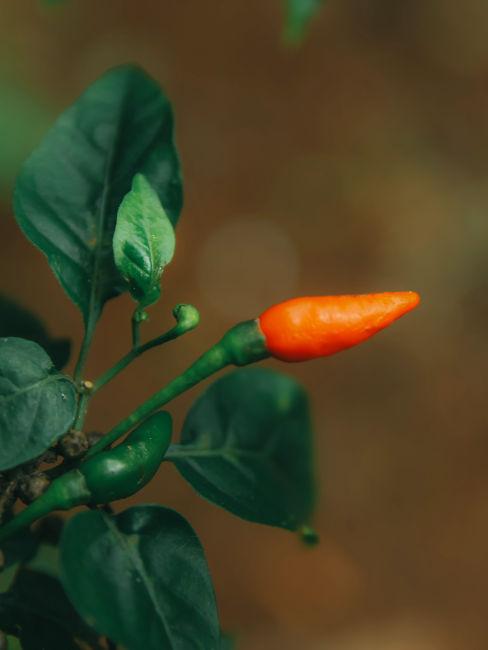 Pianta di peperoncino