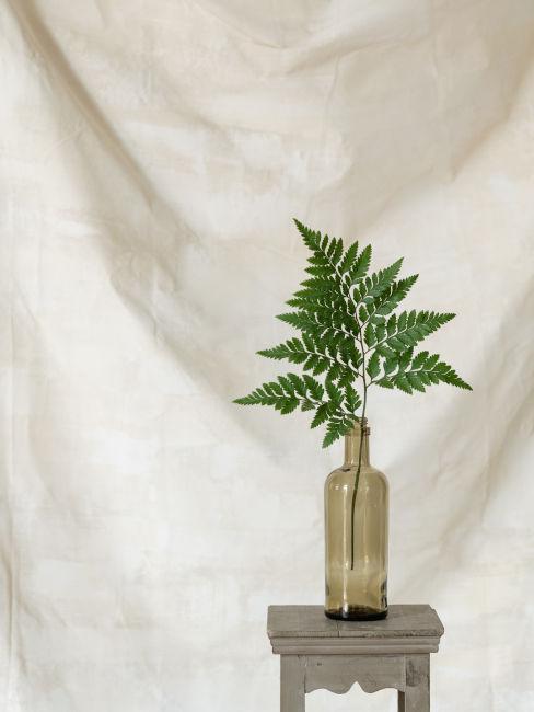 Foglia di felci in vaso