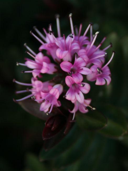 Hebe salicifolia (Koromiko)