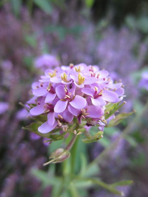 Fiori di iberis rosa