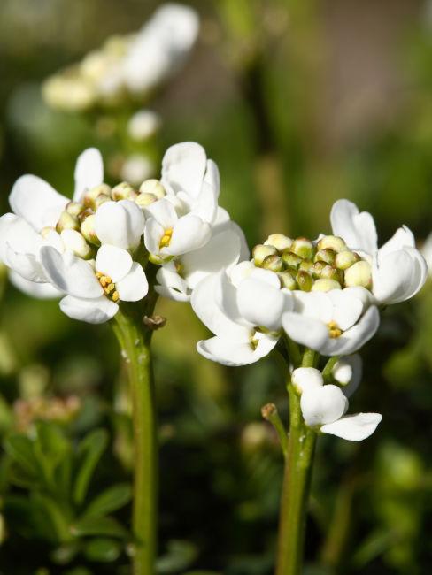 Iberis pianta
