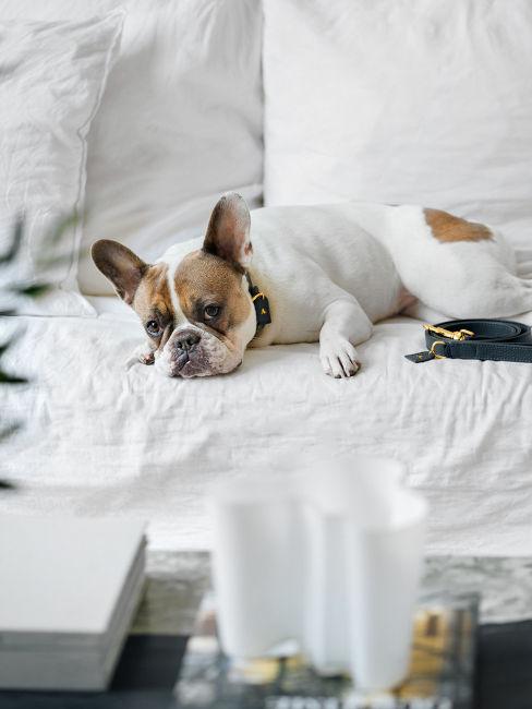 Bulldog francese sdraiato sul divano