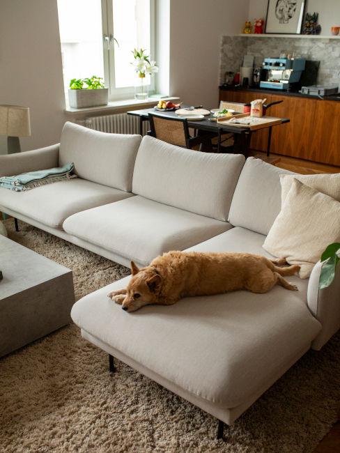 Cane sdraiato su divano moderno