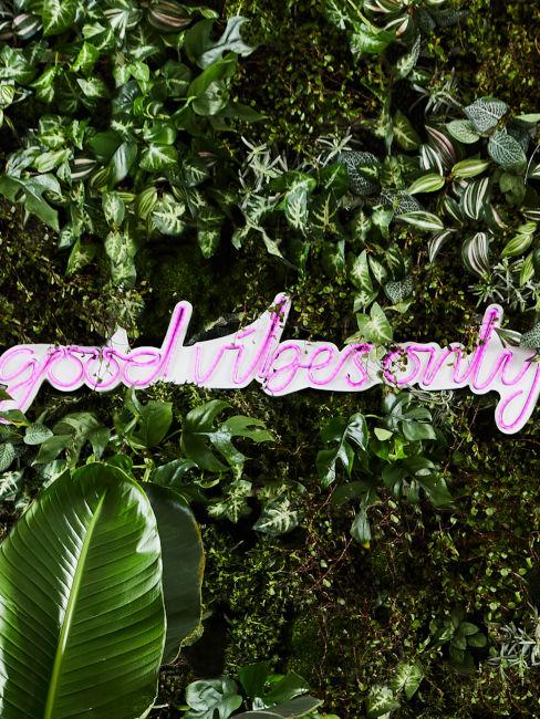 Rampicanti con luce neon