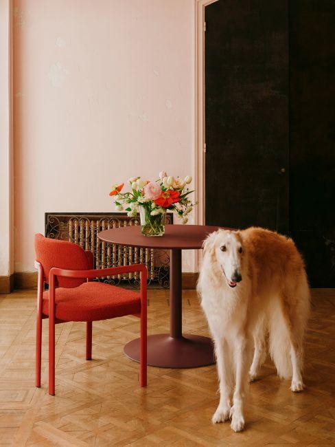 nomi per cani maschi idee