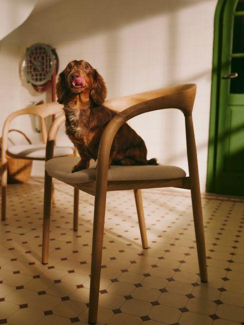 bassotto seduto su una sedia