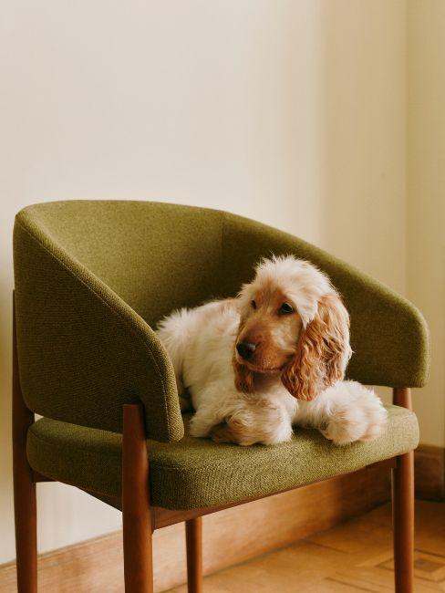 nomi per cani maschi idee