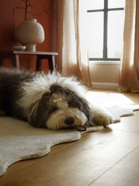 cane che dorme su tappeto