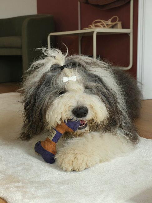 nomi per cani maschi