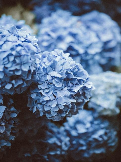 Bloembed Header Bloembed Blauwe hortensia