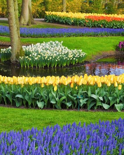 bloembed met bloemen in verschillende kleuren en een boom
