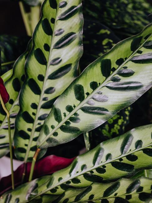 luchtzuiverende planten1 Calathea plant voor een beter binnenklimaat