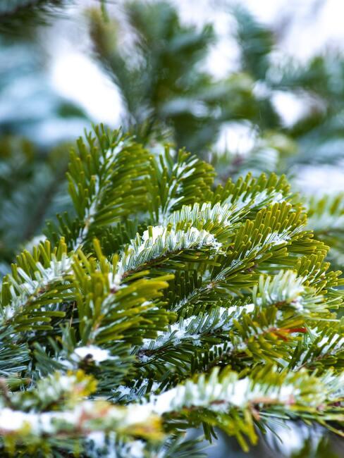 wintertuin_1 groene boom met sneeuw