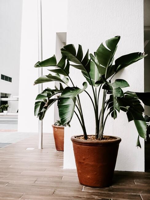 Binneklimaat verbeteren1 Groene plant in huis voor een beter binnenklimaat