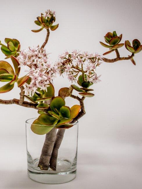 Vetplant in glas met rozen bloem in Japanse stijl Ikebana