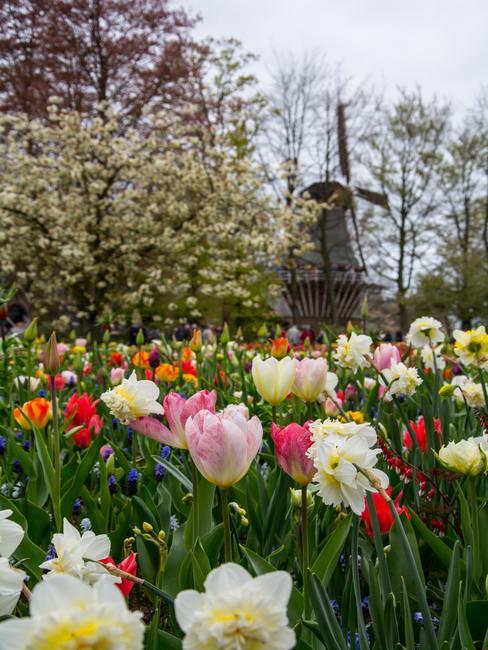 Veelkleurige tulpen in Nederland op de achtergrond veen windmolen