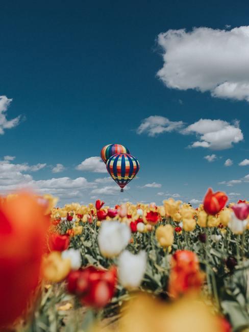 Veelkleurige tulpen in Nederland met een luchtballon op de achtergrond