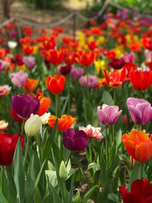 Gekweekte tulpen in verschillende kleuren