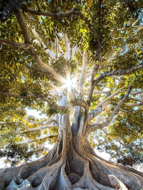 Boomsoorten Header Boomsoorten een grote boom met wortels boven de grond met groen blad