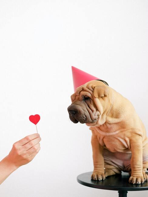 Originele valentijnsdecoratie en een hondje met een rode feesthoed