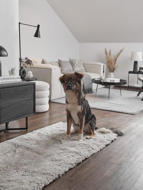hond op flully vloerkleed