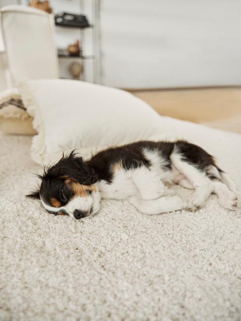 Hond op een beige kleed en een wit kussen