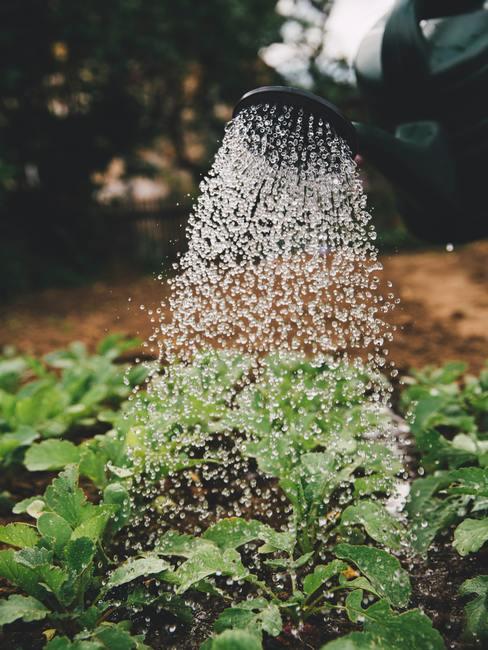 MoestuinAanleggen9
