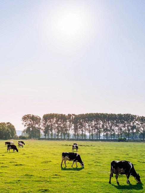Veld met grazende koeien en bomen op de achtergrond