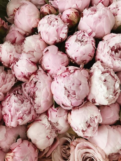 Roze pioenrozen als verlovingscadeau
