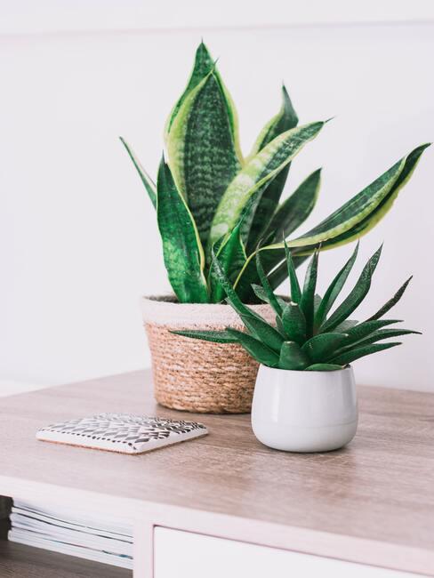 Planten in witte plantenpotten op houten sideboard