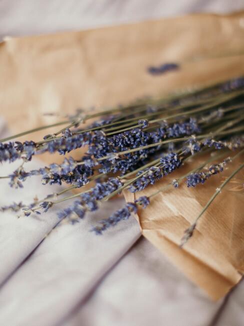 lavendel snoeien