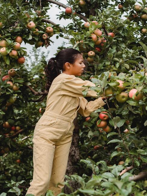 Appelboom snoeien: de vrouw in de tuin zorgt voor de bomen