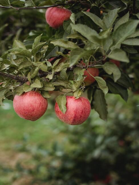 Appelboom snoeien: appels aan de boom