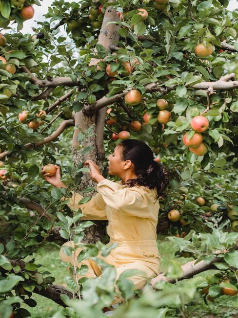 De vrouw in de tuin zorgt voor de bomen