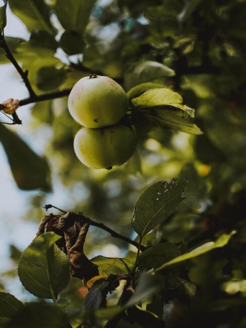 Boomgaard voor het kweken van fruit