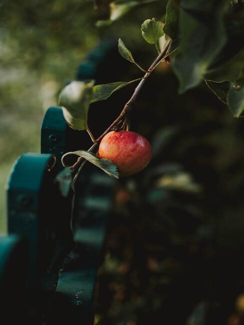 Boomgaard voor het kweken van fruit